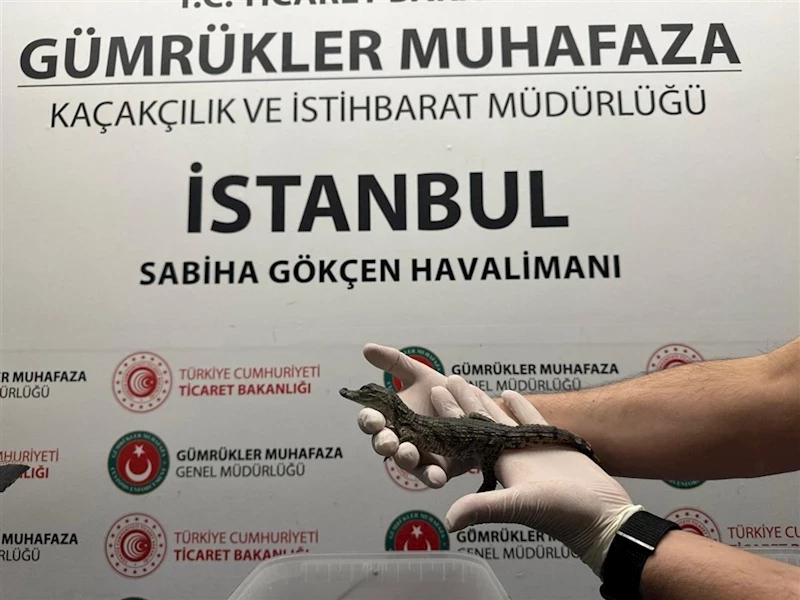 Ticaret Bakanlığı Gümrük Muhafaza Ekipleri Canlı Hayvan Kaçakçılığına Engel Oldu!