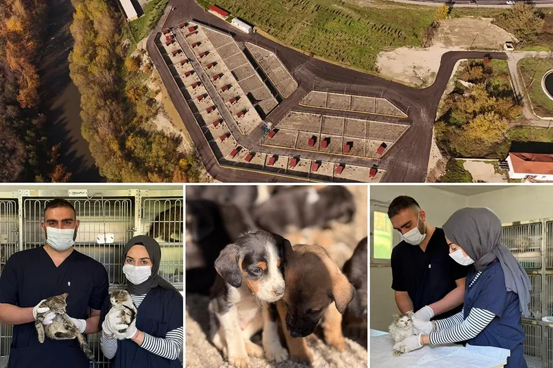 Karabük Belediyesi Hayvan Bakım Evi Kış Hazırlıklarını Tamamladı